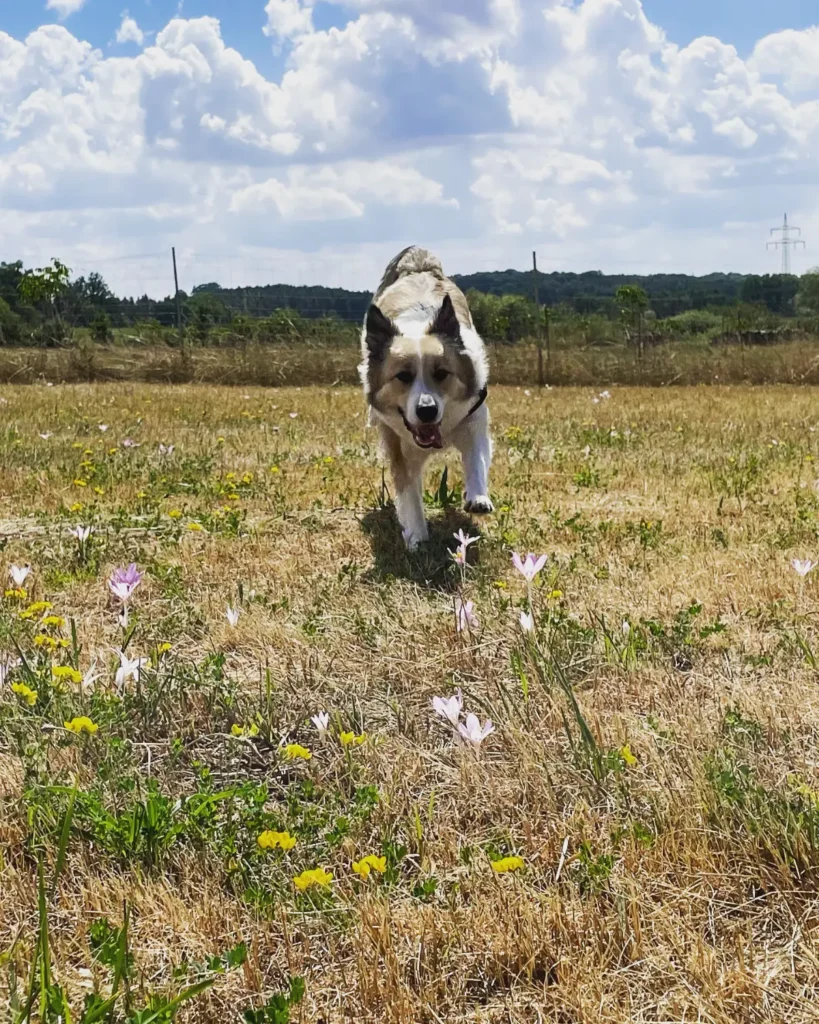 Bailey auf der Wiese