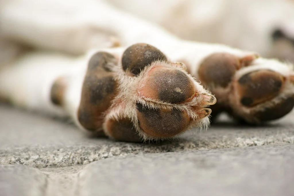 toe beans