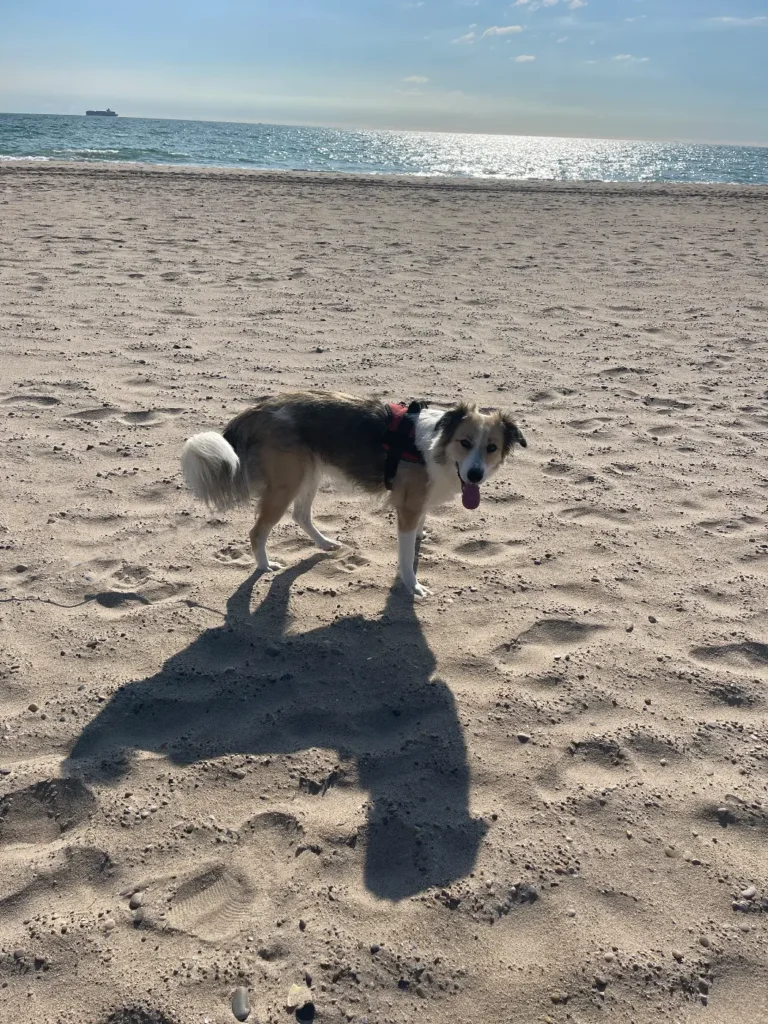 Bailey Speechless in Spain 