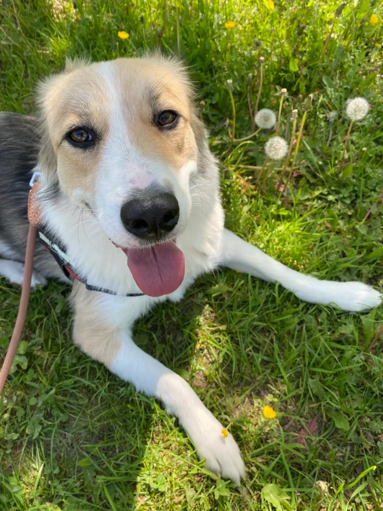 Hundenase Pflege und Tipps 