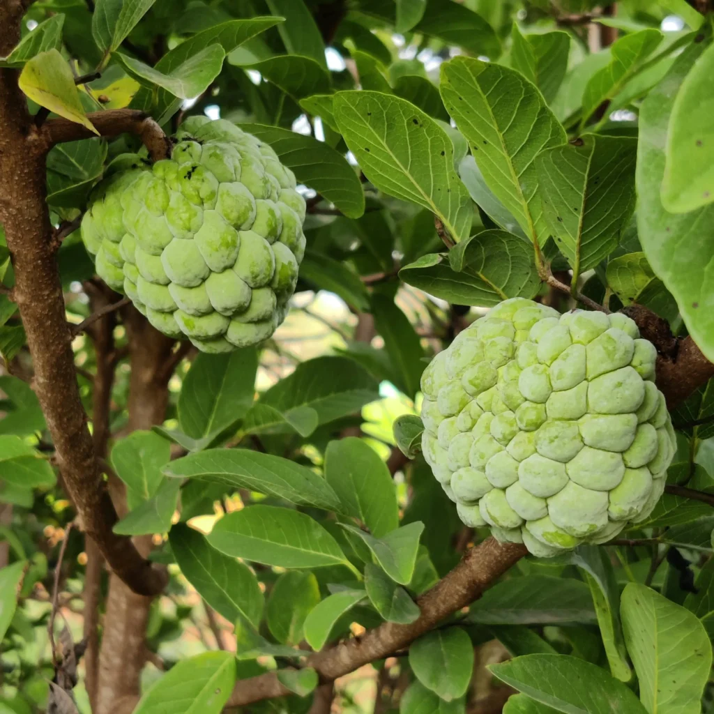 Cherimoyas