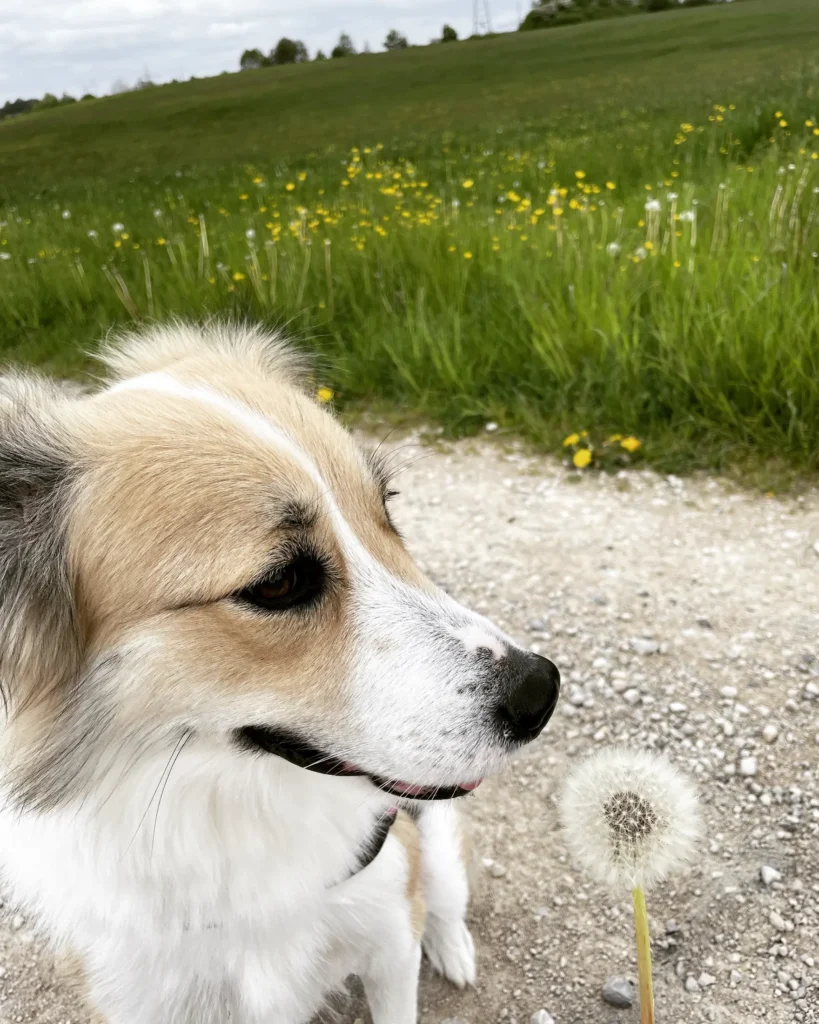 Bailey Allergie gegen Gräser und Pollen 
