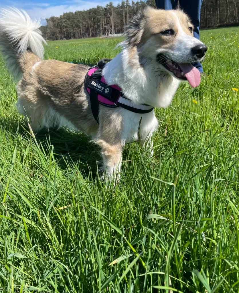 Bailey Allergie Geschichte 